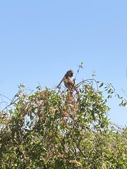 Chlorocebus pygerythrus hilgerti