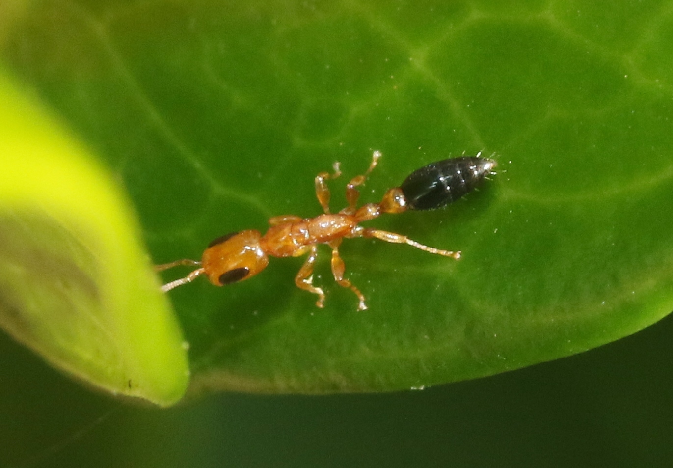 Pseudomyrmex pazosi