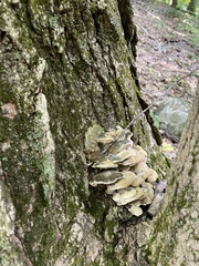 Rigidoporus populinus