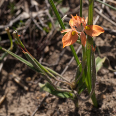 Moraea papilionacea