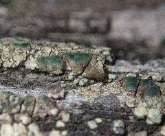 Lecanoromycetidae