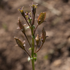Nemesia barbata