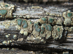 Lecanoromycetidae