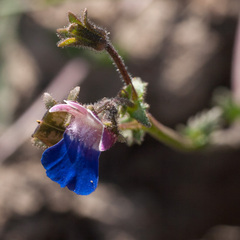 Nemesia barbata