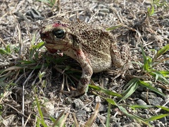 Peltophryne peltocephala