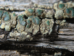 Lecanoromycetidae