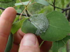 Phyllocnistis populiella