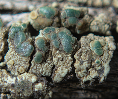Lecanoromycetidae