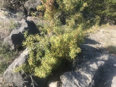 Berberis trifoliolata