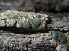 Lecanoromycetidae