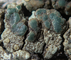 Lecanoromycetidae
