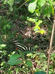 Heliconius charithonia vazquezae