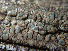 Lecanoromycetidae