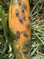 Anasa