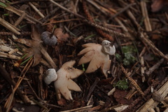 Geastrum pectinatum