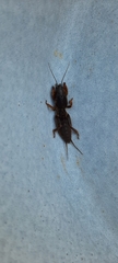 Gryllotalpa gryllotalpa