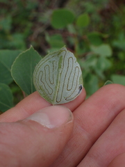 Phyllocnistis populiella