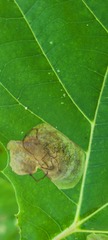 Ectoedemia platanella