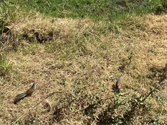 Centropus superciliosus