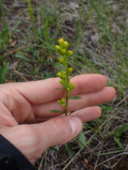 Solidago simplex