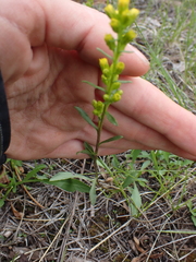 Solidago simplex