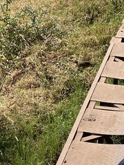 Centropus superciliosus