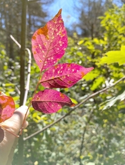 Eriophyes emarginatae