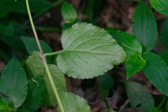 Lamium galeobdolon argentatum