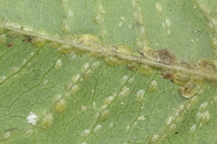 Coccus viridis