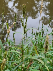 Echinochloa crus-galli