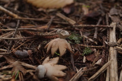 Geastrum pectinatum