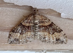 Xanthorhoe