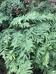 Polypodium vulgare