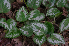 Lamium galeobdolon argentatum