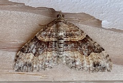 Xanthorhoe