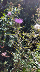 Cirsium discolor
