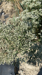 Eupatorium altissimum