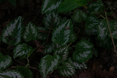 Lamium galeobdolon argentatum