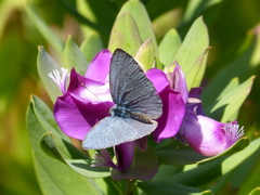 Celastrina argiolus