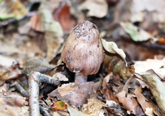 Coprinopsis atramentaria