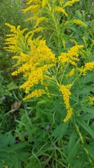 Solidago canadensis