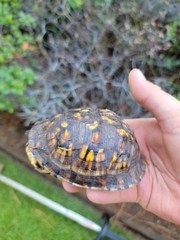 Terrapene carolina major