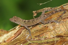 Anolis allogus