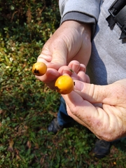 Malus prunifolia