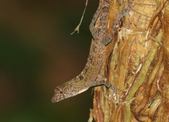 Anolis allogus
