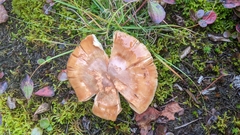 Russula fragrantissima