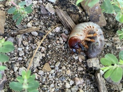 Scarabaeidae