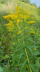 Solidago canadensis