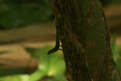 Anolis allogus