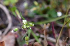 Cerastium fontanum